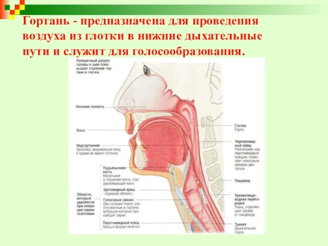 Гортань - предназначена для проведения воздуха из глотки в нижние дыхательные пути и служит для голосообразования.