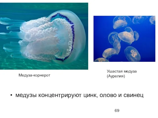 медузы концентрируют цинк, олово и свинец Медуза-корнерот Ушастая медуза (Аурелия)