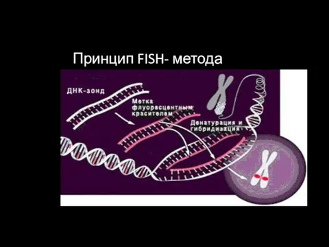 Принцип FISH- метода