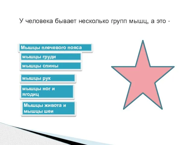 У человека бывает несколько групп мышц, а это - Мышцы плечевого