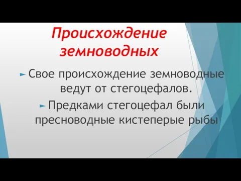 Происхождение земноводных Свое происхождение земноводные ведут от стегоцефалов. Предками стегоцефал были пресноводные кистеперые рыбы