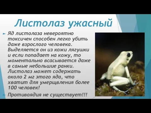 Листолаз ужасный Яд листолаза невероятно токсичен способен легко убить даже взрослого