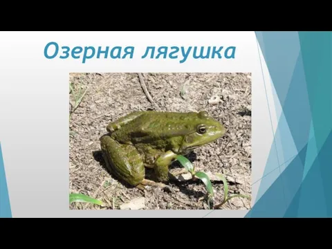 Озерная лягушка