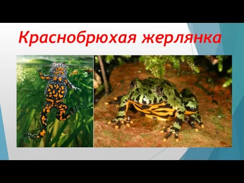 Краснобрюхая жерлянка