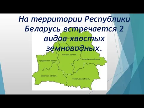 На территории Республики Беларусь встречается 2 видов хвостых земноводных.