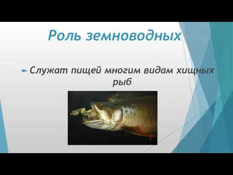 Роль земноводных Служат пищей многим видам хищных рыб