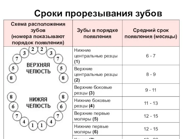 Сроки прорезывания зубов