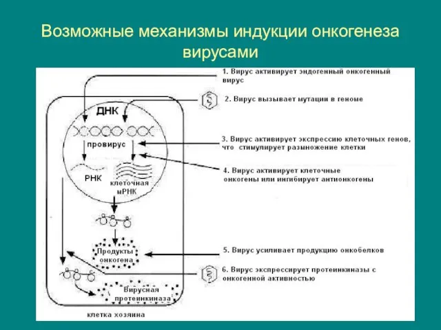 Возможные механизмы индукции онкогенеза вирусами