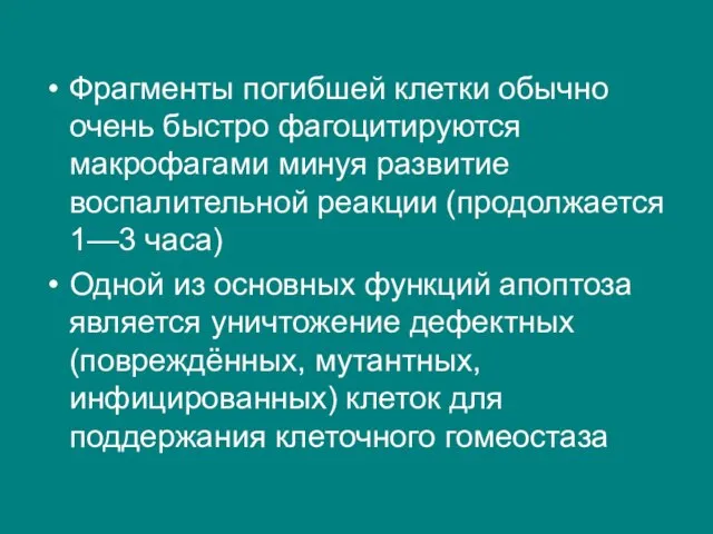 Фрагменты погибшей клетки обычно очень быстро фагоцитируются макрофагами минуя развитие воспалительной