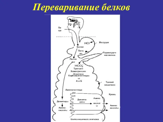 Переваривание белков Пища Желудок Белки Пепсин Пептиды Трипсин Химотрипсин Эластаза Карбоксипептидазы