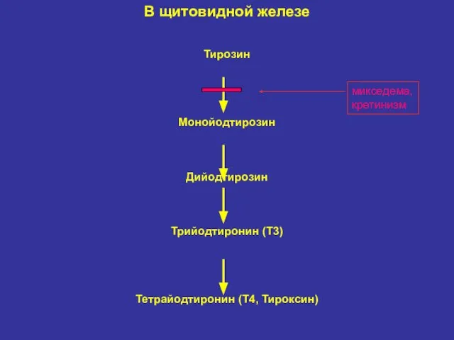 В щитовидной железе Тирозин Монойодтирозин Дийодтирозин Трийодтиронин (T3) Тетрайодтиронин (T4, Тироксин) микседема, кретинизм