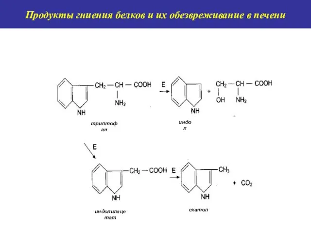 Продукты гниения белков и их обезвреживание в печени tryptophan indole Indolyl