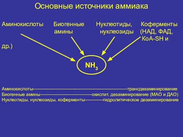 Основные источники аммиака Аминокислоты Биогенные Нуклеотиды, Коферменты амины нуклеозиды (НАД, ФАД,