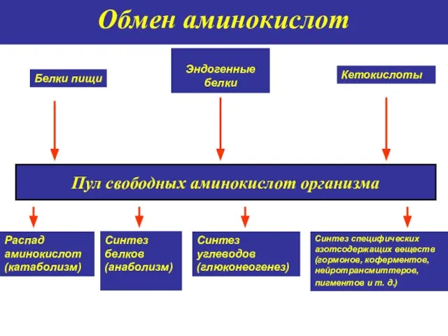 Обмен аминокислот Белки пищи Эндогенные белки Кетокислоты Пул свободных аминокислот организма