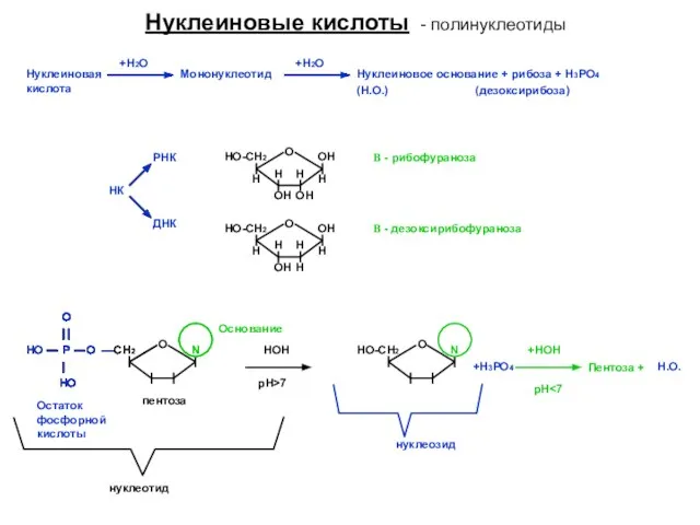 Нуклеиновые кислоты - полинуклеотиды Нуклеиновая кислота +Н2О Мононуклеотид +Н2О Нуклеиновое основание