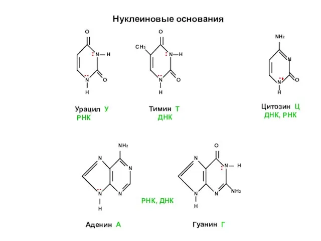 Нуклеиновые основания N N Н О О N N Н О