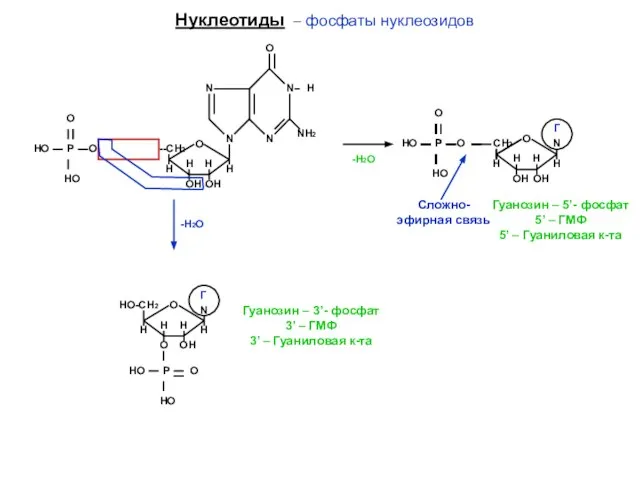 Нуклеотиды – фосфаты нуклеозидов НО Р О НО ОН НО ----СН2