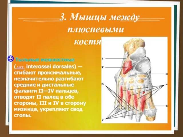 3. Мышцы между плюсневыми костями: Тыльные межкостные (лат. interossei dorsales) —