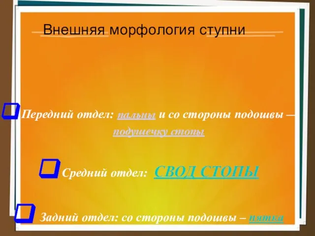 Внешняя морфология ступни Передний отдел: пальцы и со стороны подошвы —