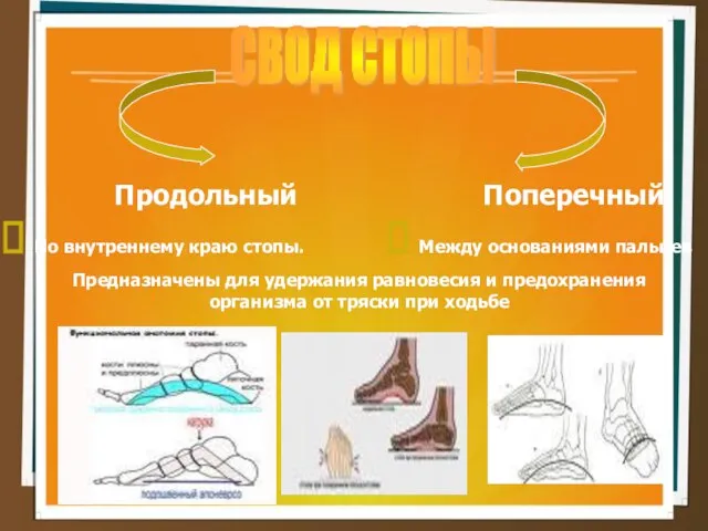 СВОД СТОПЫ Продольный По внутреннему краю стопы. Поперечный Между основаниями пальцев