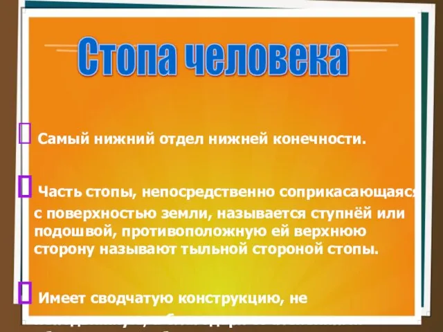 Стопа человека Самый нижний отдел нижней конечности. Часть стопы, непосредственно соприкасающаяся