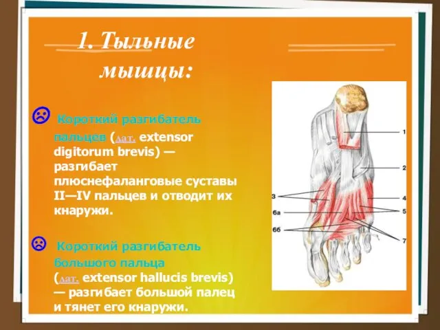 Тыльные мышцы: Короткий разгибатель пальцев (лат. extensor digitorum brevis) — разгибает