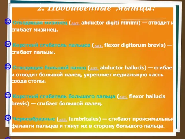 2. Подошвенные мышцы: Отводящая мизинец (лат. abductor digiti minimi) — отводит