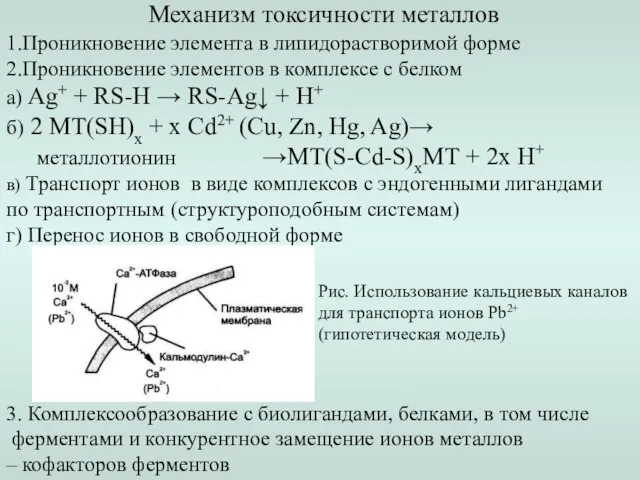 Механизм токсичности металлов 1.Проникновение элемента в липидорастворимой форме 2.Проникновение элементов в
