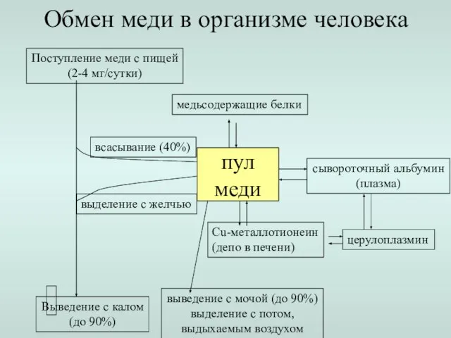 Обмен меди в организме человека Поступление меди с пищей (2-4 мг/сутки)