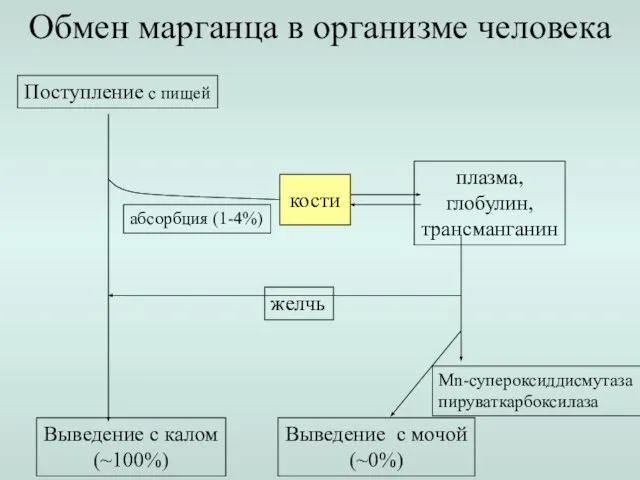 Обмен марганца в организме человека Поступление с пищей Выведение с калом