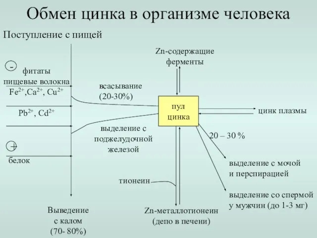 Поступление с пищей Выведение с калом (70- 80%) всасывание (20-30%) Обмен