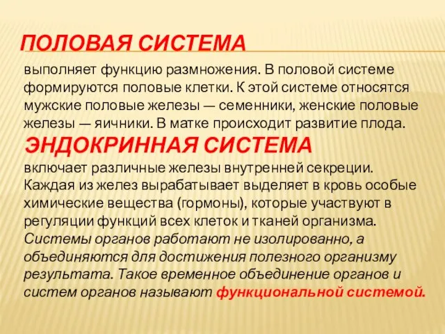 ПОЛОВАЯ СИСТЕМА выполняет функцию размножения. В половой системе формируются половые клетки.