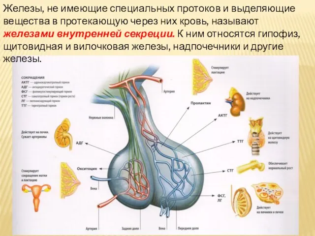 Железы, не имеющие специальных протоков и выделяющие вещества в протекающую через