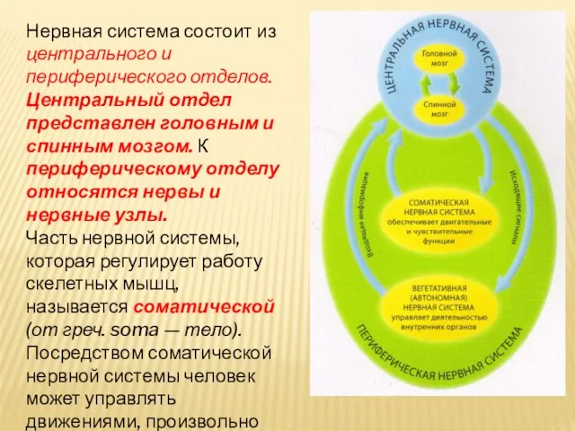 Нервная система состоит из центрального и периферического отделов. Центральный отдел представлен