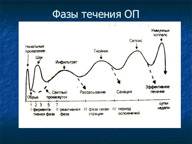 Фазы течения ОП