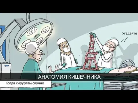 АНАТОМИЯ КИШЕЧНИКА