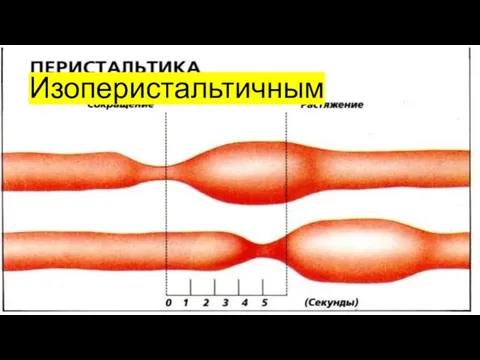 Изоперистальтичным