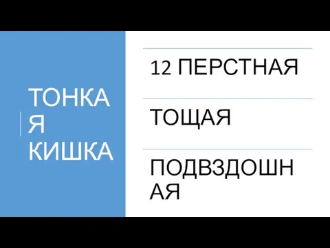 ТОНКАЯ КИШКА