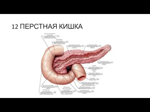 12 ПЕРСТНАЯ КИШКА