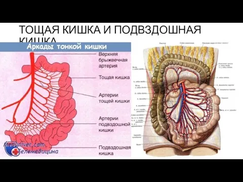 ТОЩАЯ КИШКА И ПОДВЗДОШНАЯ КИШКА