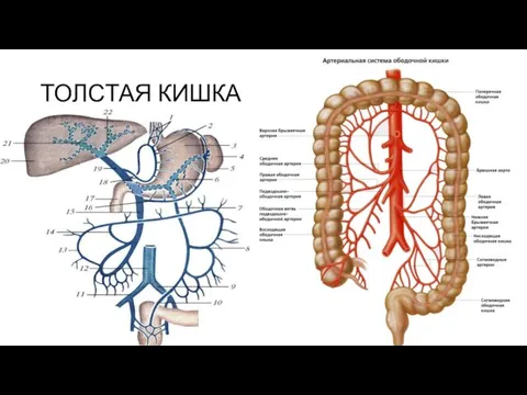 ТОЛСТАЯ КИШКА