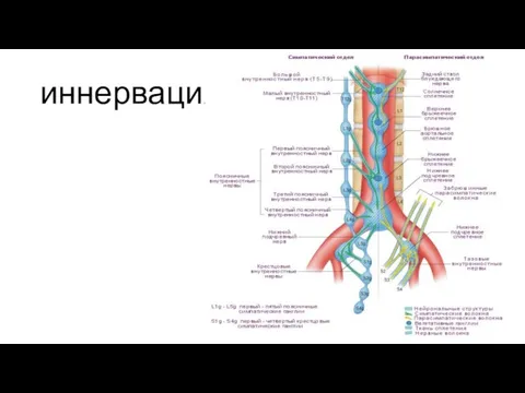 иннервация