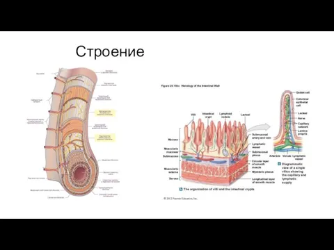 Строение