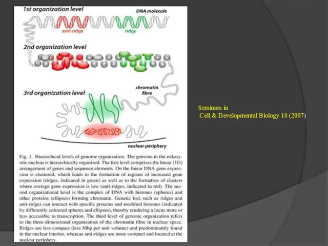 Seminars in Cell & Developmental Biology 18 (2007)