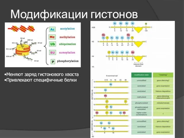 Модификации гистонов Меняют заряд гистонового хвоста Привлекают специфичные белки