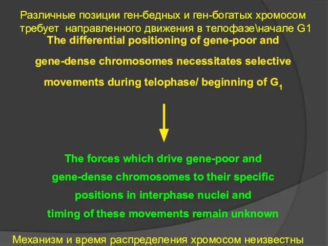 The differential positioning of gene-poor and gene-dense chromosomes necessitates selective movements