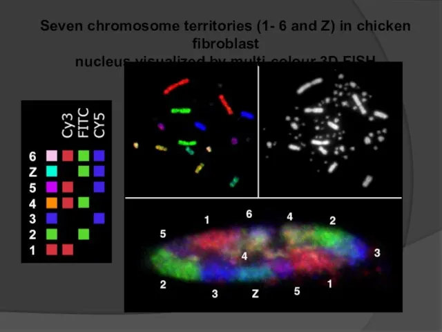 Seven chromosome territories (1- 6 and Z) in chicken fibroblast nucleus visualized by multi-colour 3D FISH