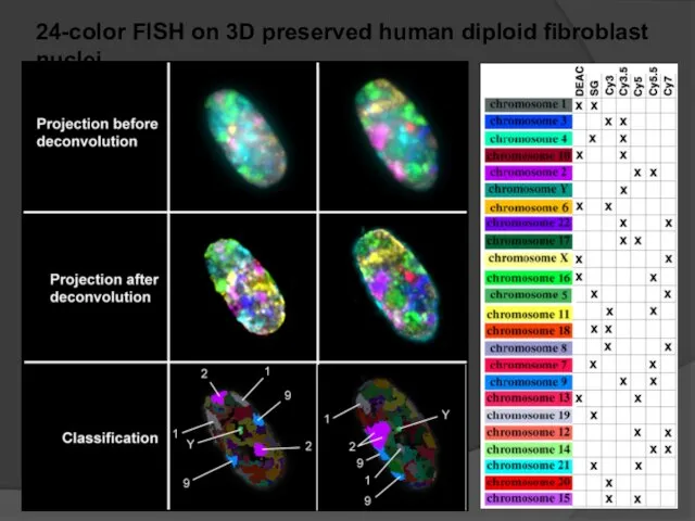 24-color FISH on 3D preserved human diploid fibroblast nuclei