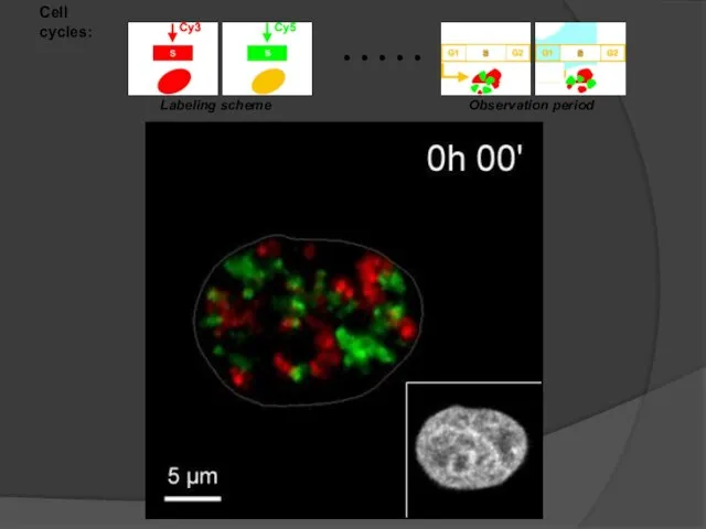 Cell cycles: Labeling scheme Observation period . . . . .