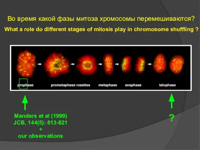 What a role do different stages of mitosis play in chromosome